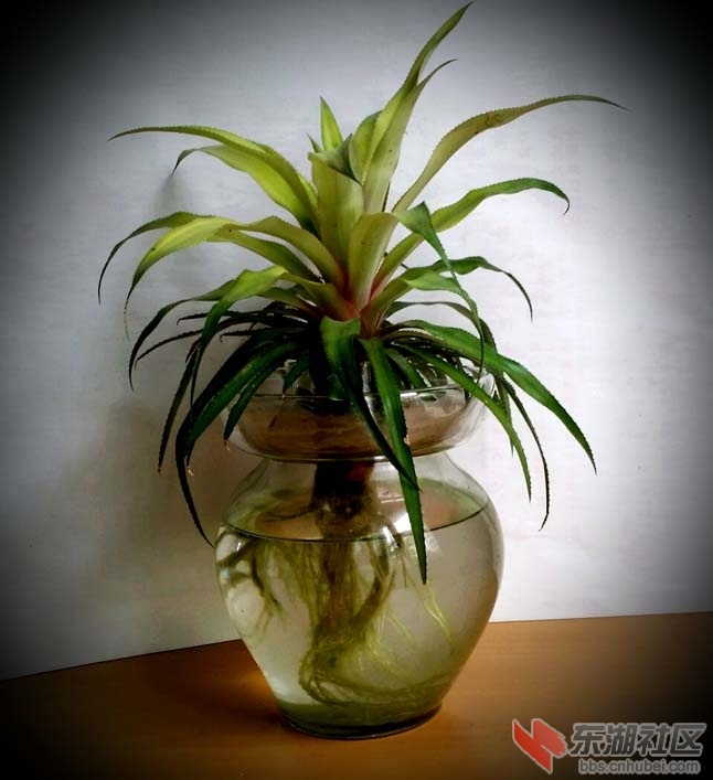 水养菠萝.jpg