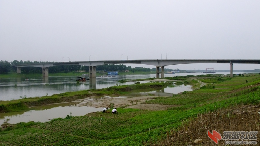 郑场汉江大桥2.jpg