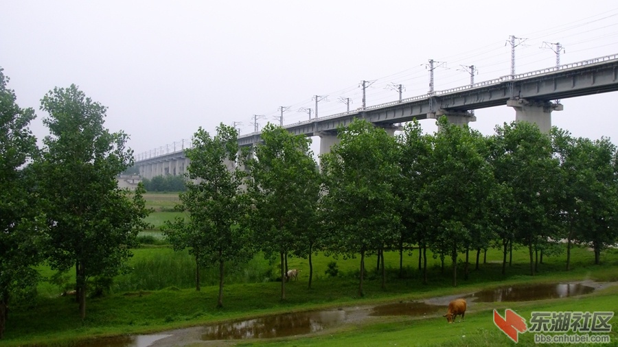 沪蓉汉江大桥3.jpg