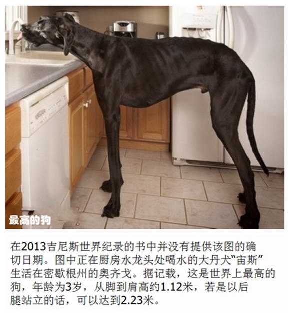 06最高的狗.jpg