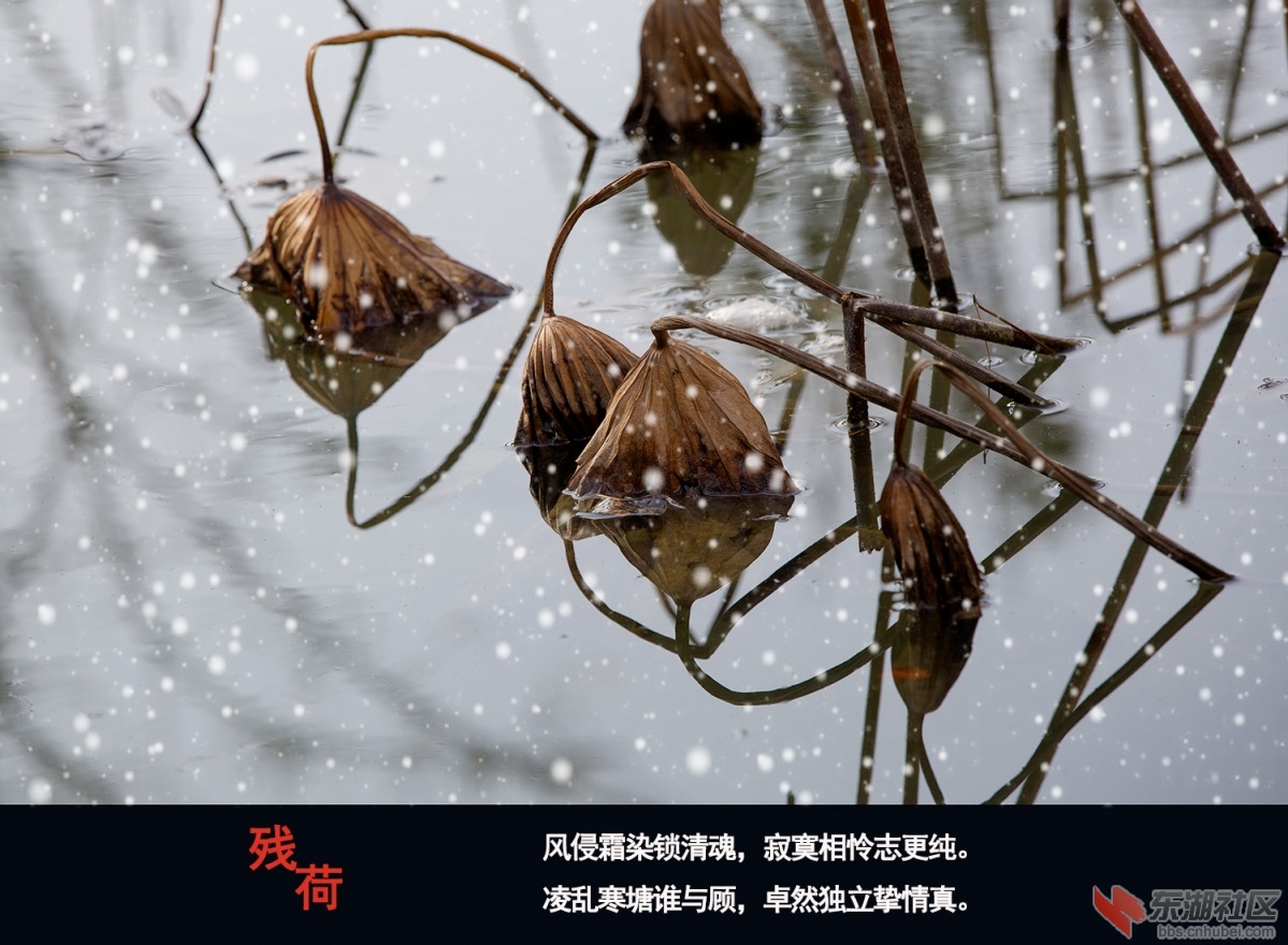 残荷 002.jpg