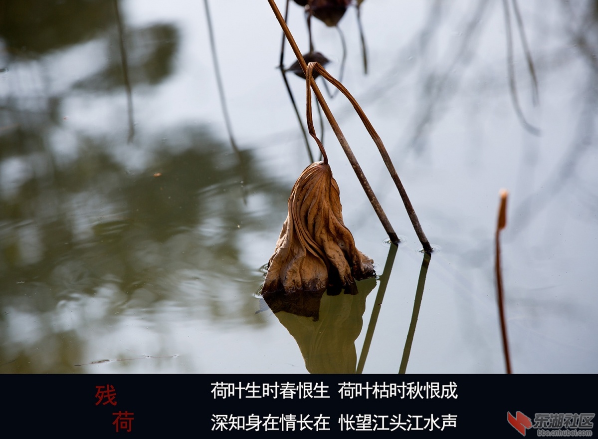 残荷 003.jpg