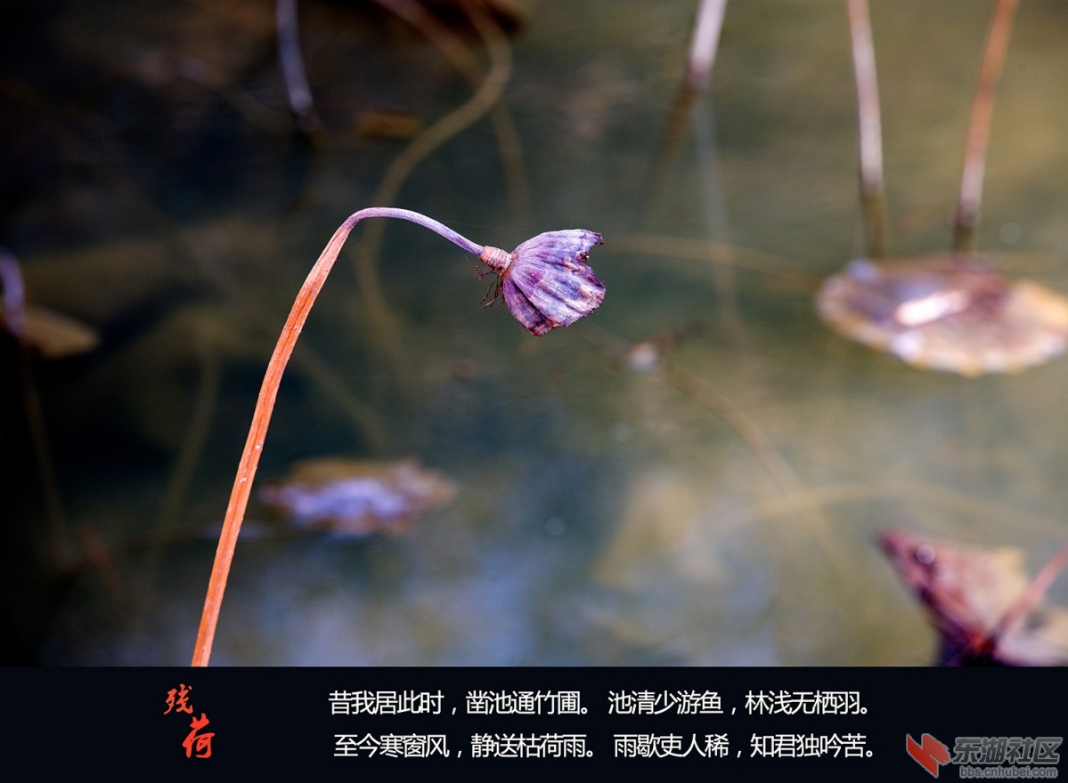 残荷 005.jpg