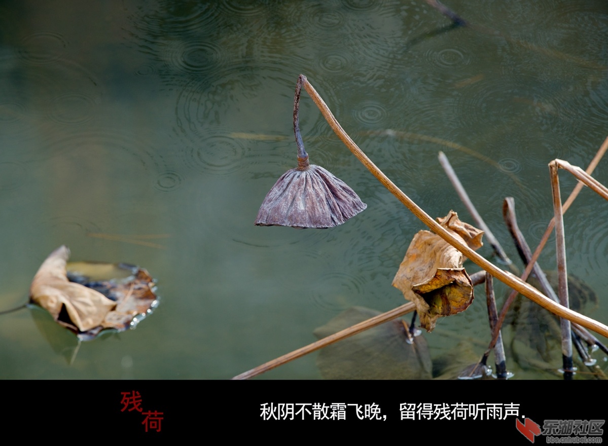 残荷 008.jpg