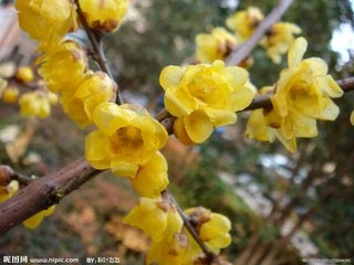 梅花_好搜图片_20151202_13093490405993432_000.jpg
