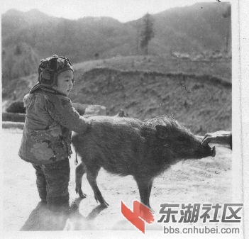 【档案局提供】神农架一名儿童和一头野猪在一起.jpg