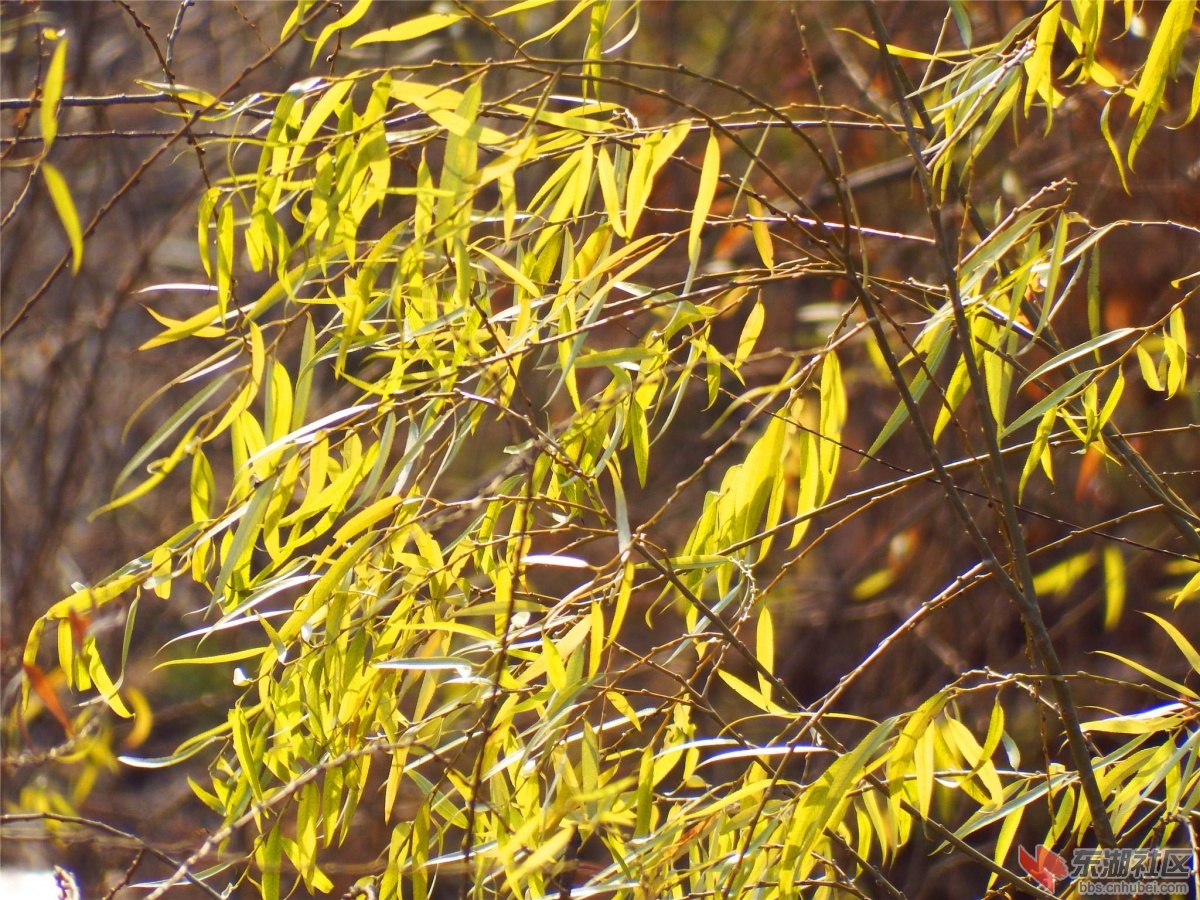 DSCF8613_副本.jpg