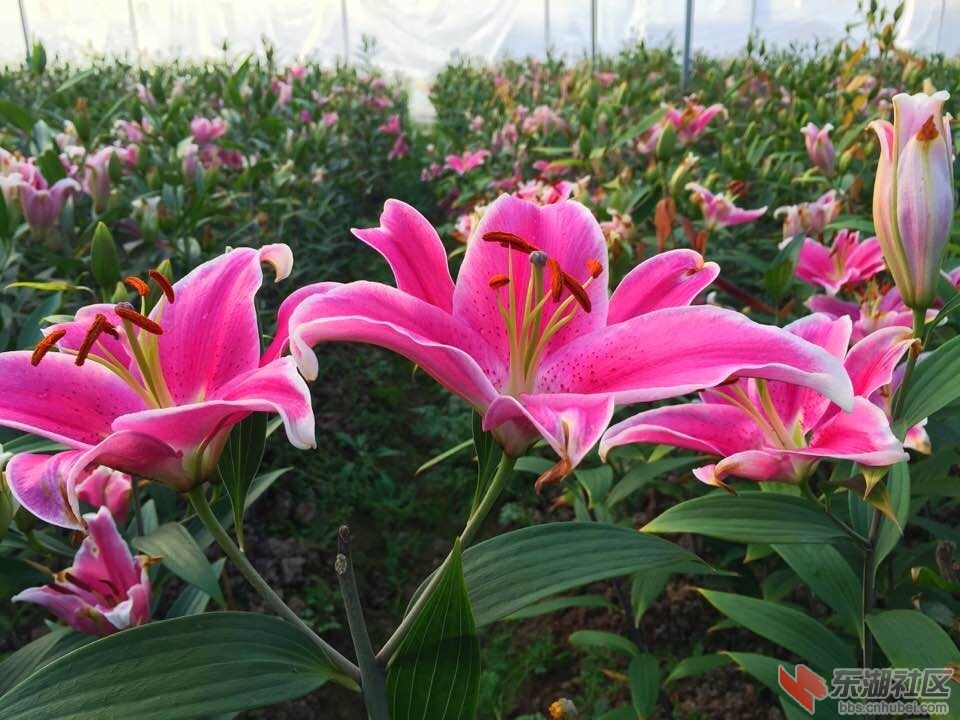 QQ图片20160204092211.jpg