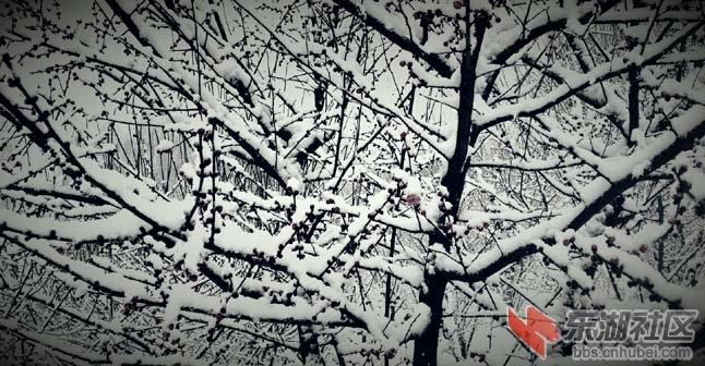 伴雪.jpg