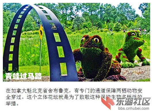 03青蛙过马路.jpg