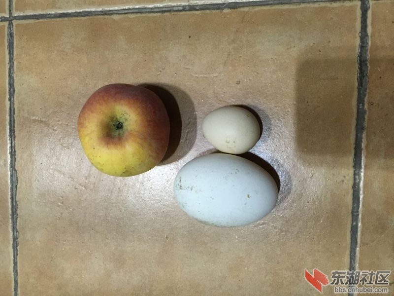 鹅蛋、鸡蛋、苹果对比