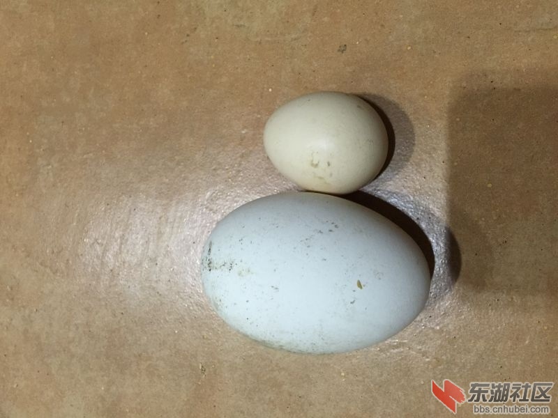 土鹅蛋与鸡蛋对比