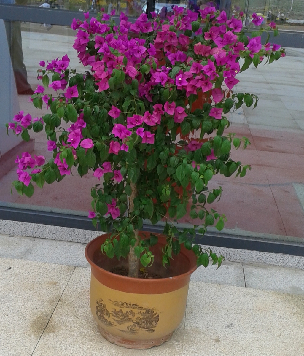 花团锦簇