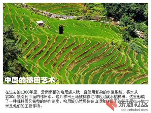 02中国的梯田艺术.jpg