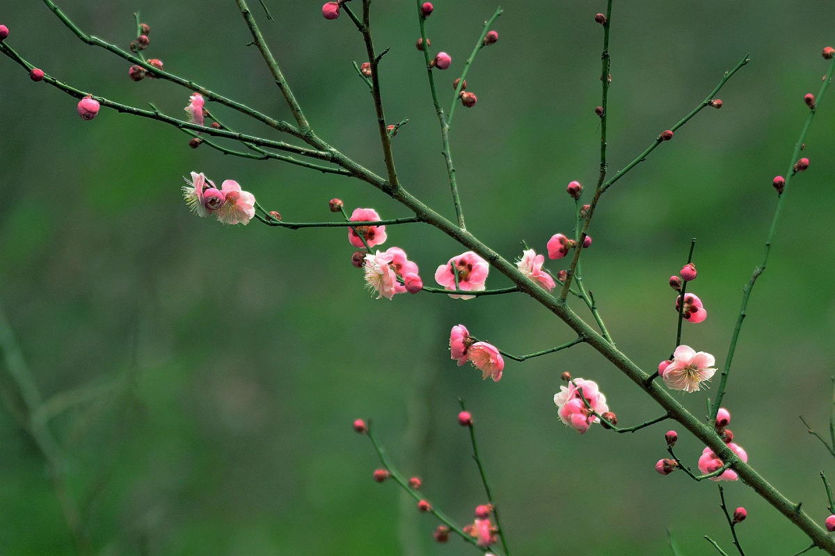 DSC_1236_副本.jpg