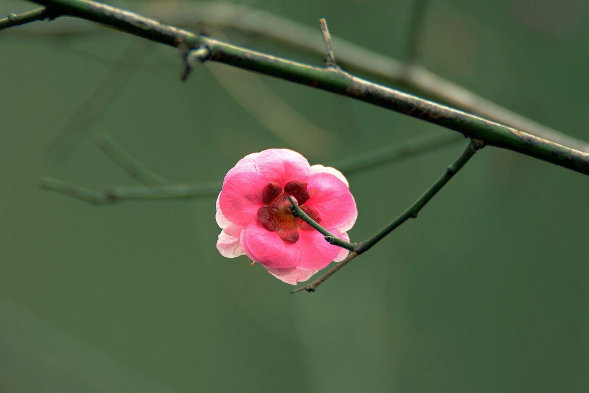 DSC_1235_副本.jpg