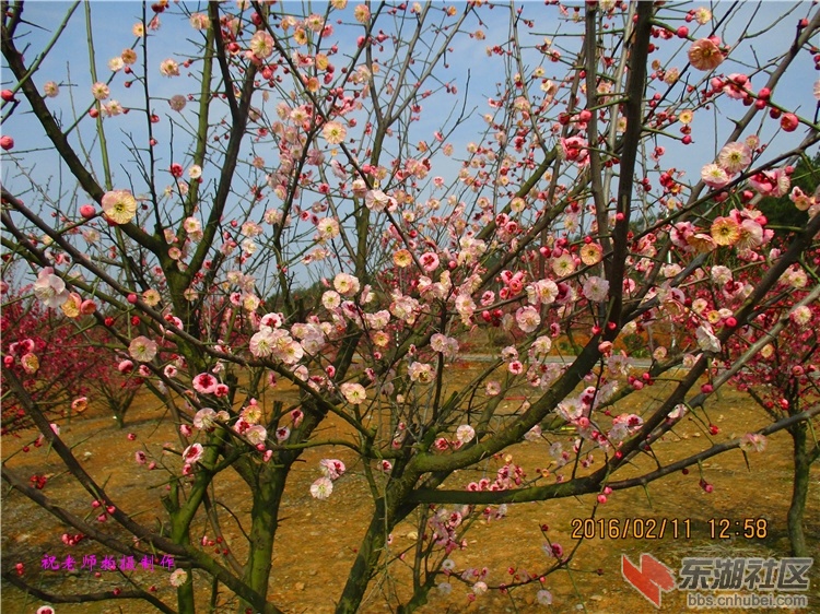 龙泉花海05.jpg
