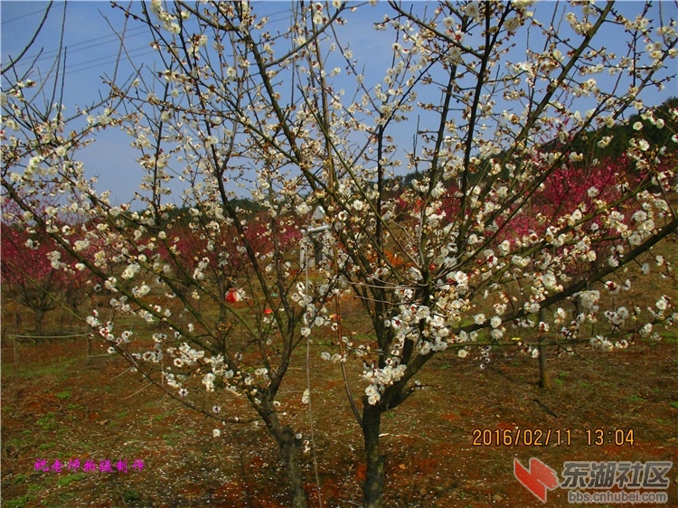 龙泉花海14.jpg