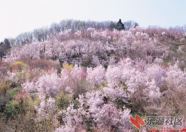 樱花图片_20150319_13071219895688571_000.jpg