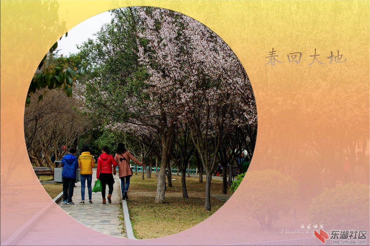 2016-03-05 浏河岛花 037.jpg
