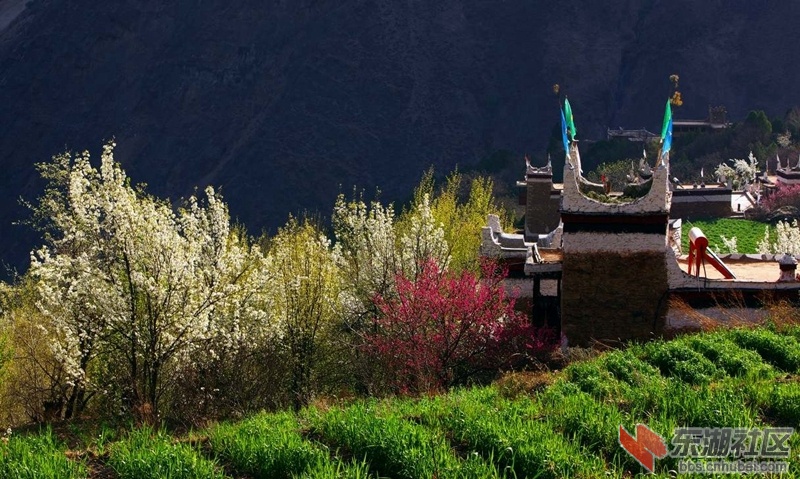 甲居梨花美景04.jpg