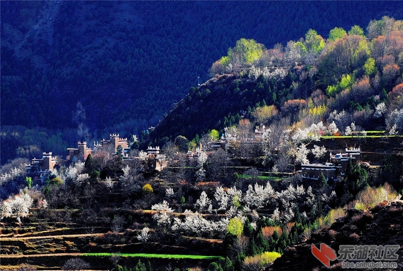 甲居梨花美景06.jpg