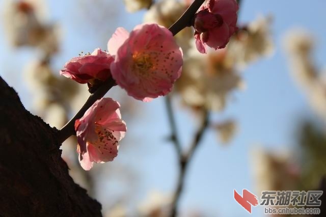 调整大小 IMG_8789.JPG