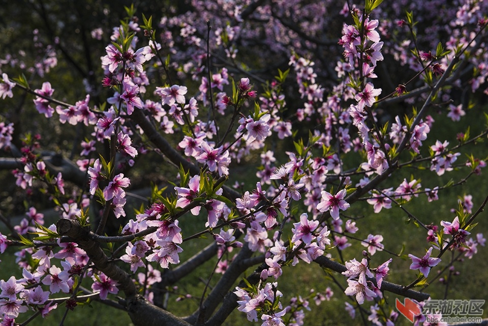 DSC_1469.jpg