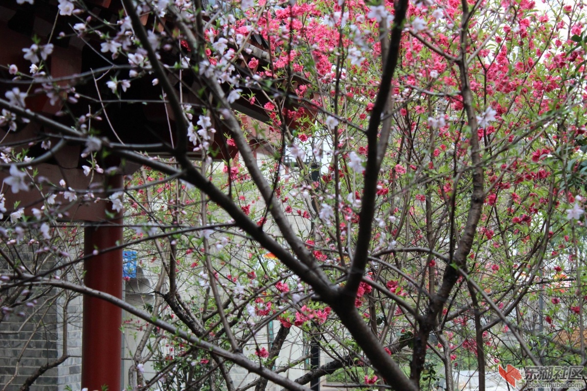 调整大小 IMG_0229.JPG