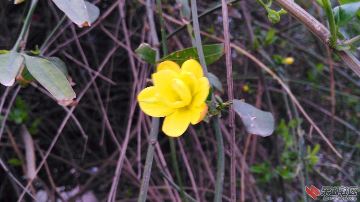 IMG_20160323_180937_副本.jpg
