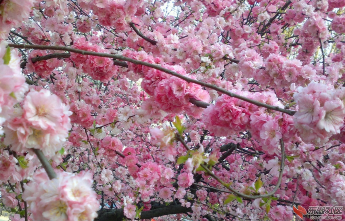 桃花2_meitu_3_meitu_1.jpg