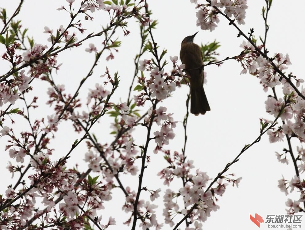 春暖花开3.jpg