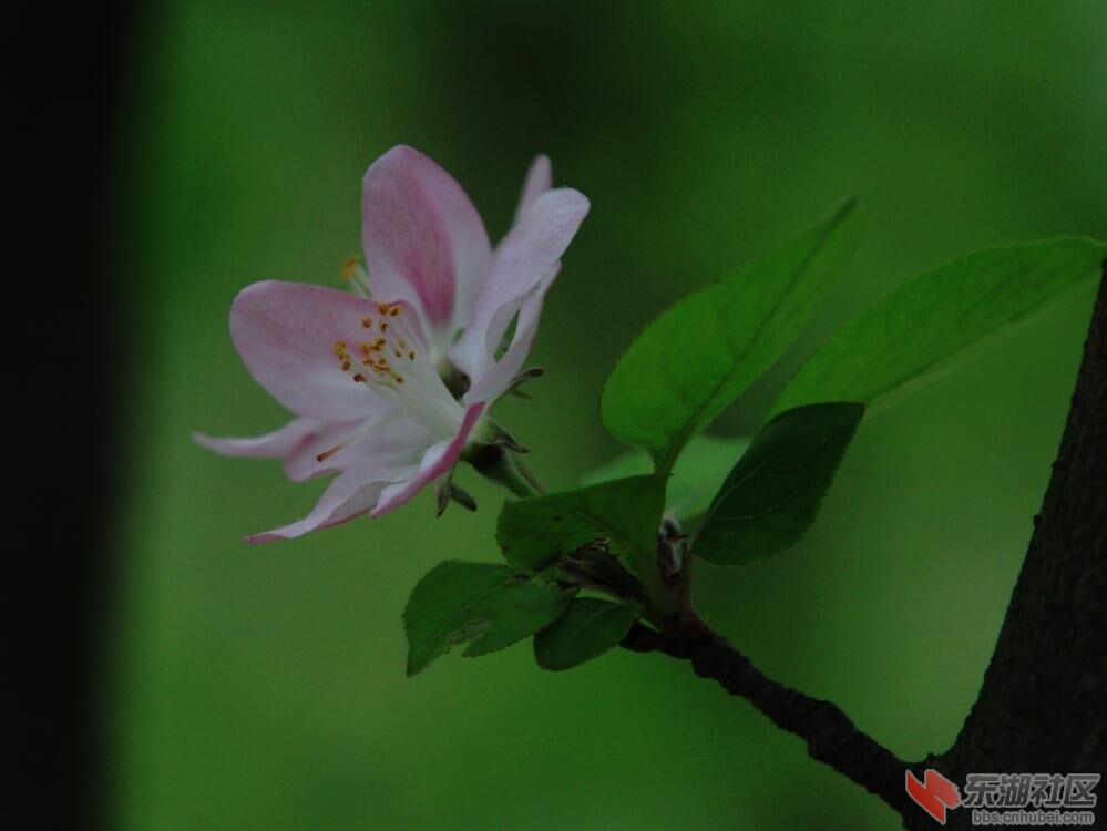 春暖花开4.jpg