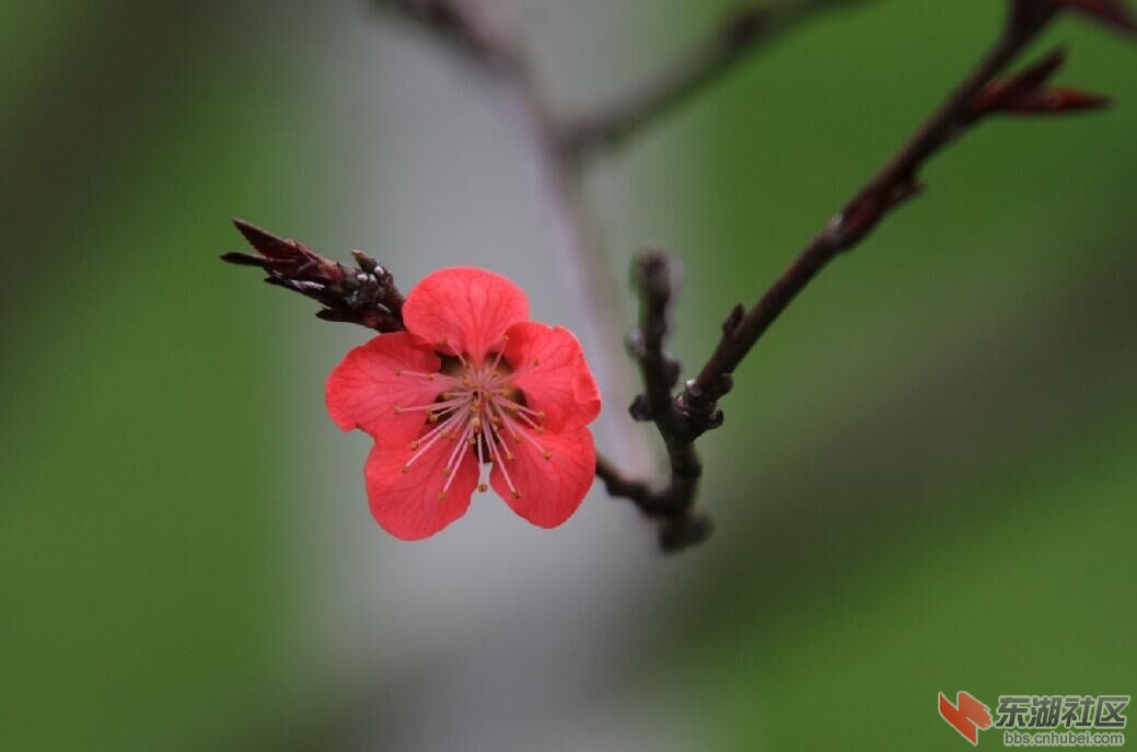 春暖花开7.jpg