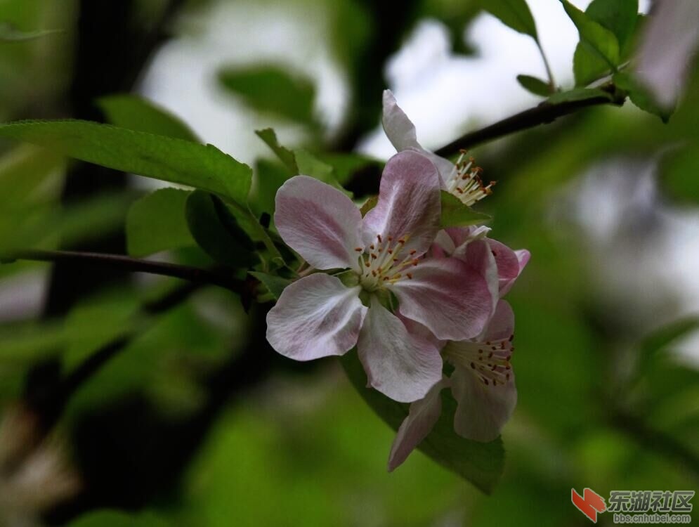 cn春暖花开.jpg