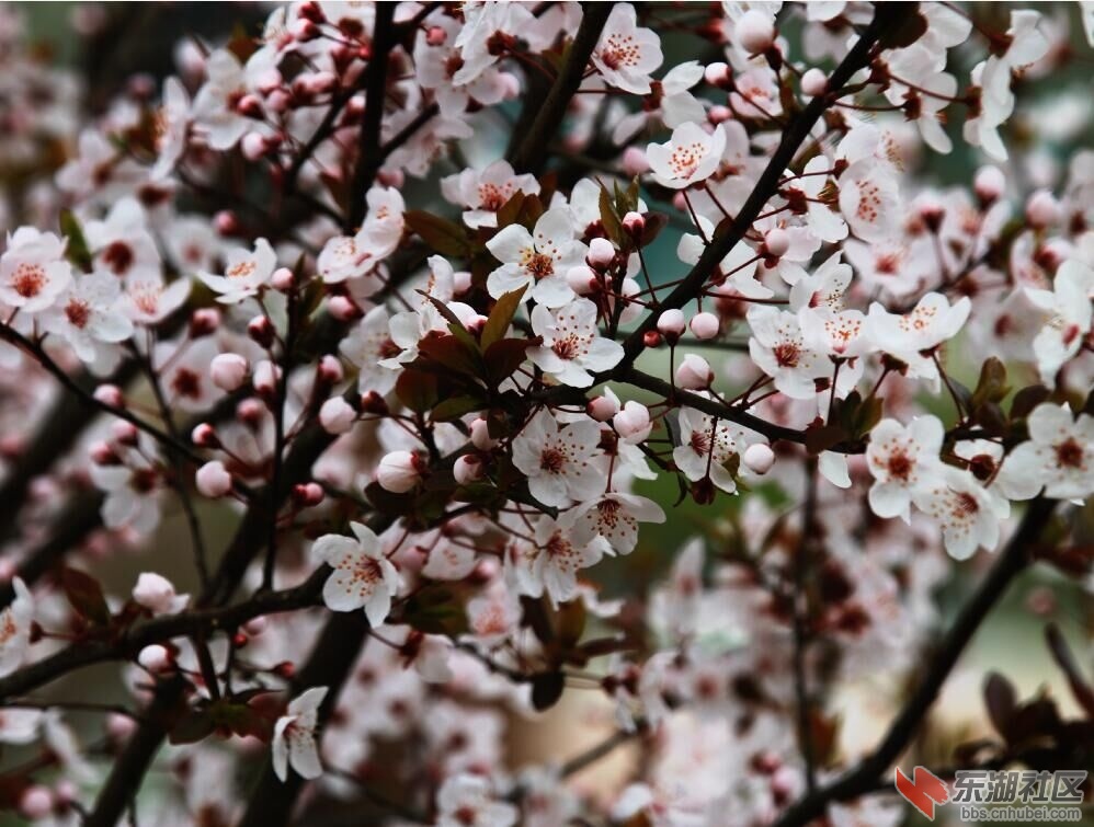 春暖花开6.jpg