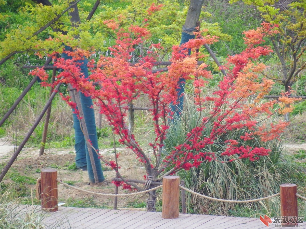 DSCF3687_副本.jpg