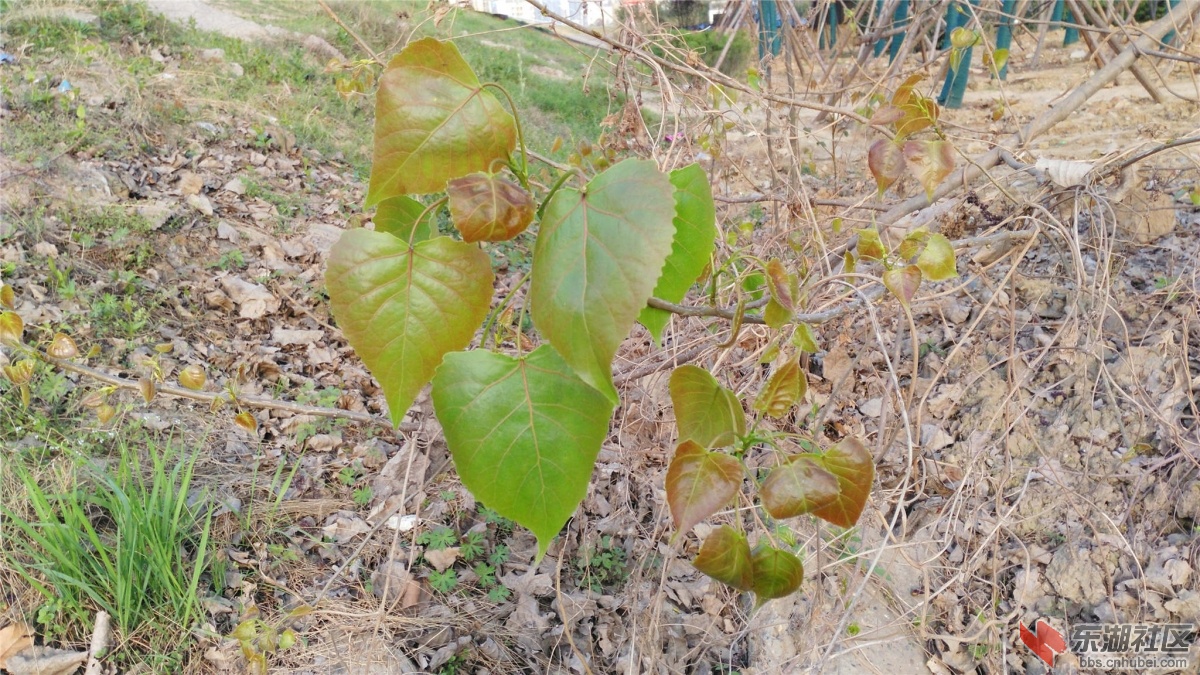 IMG_20160328_172909_副本.jpg