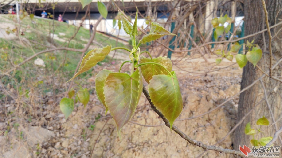 IMG_20160328_173011_副本.jpg