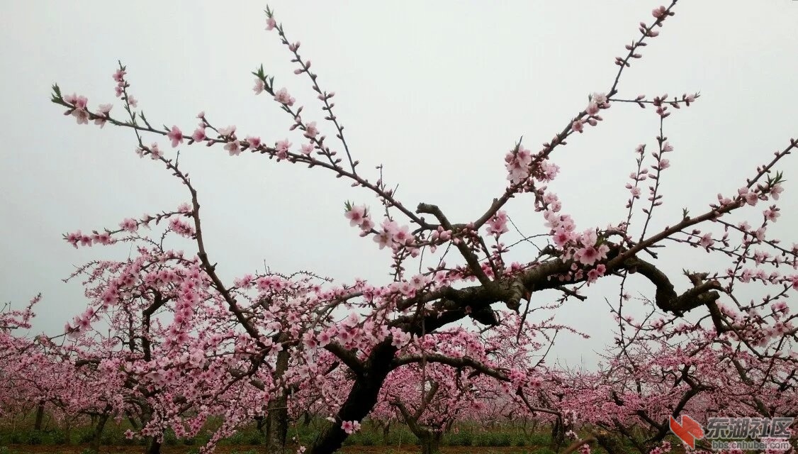桃花林1.jpg