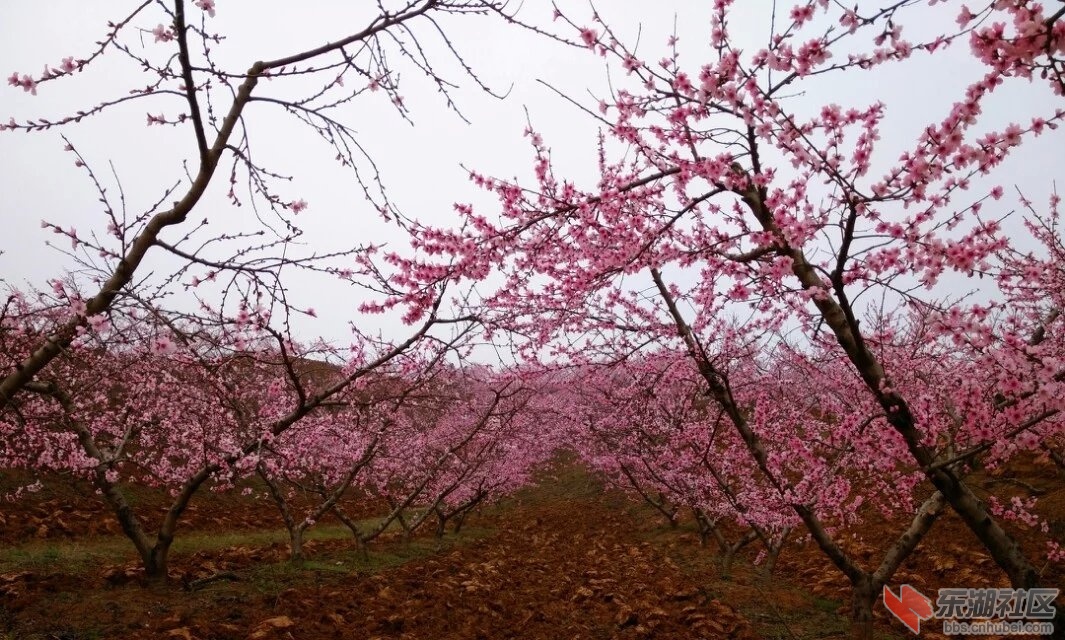 桃花林2.jpg