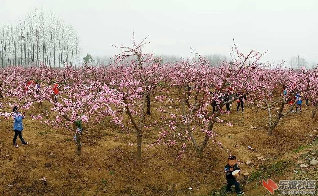 桃花林4.jpg