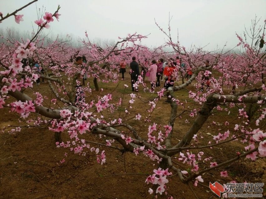 桃花林6.jpg
