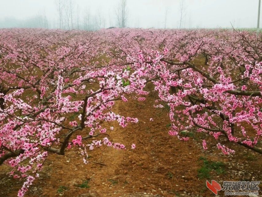 桃花林8.jpg