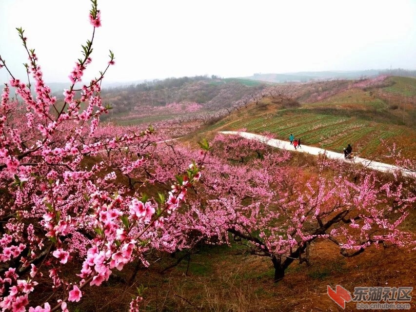 桃花浔1.jpg