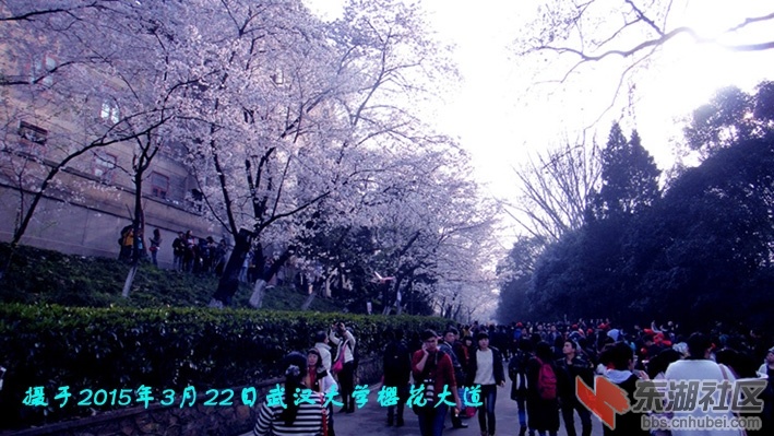 市花刍议二.jpg