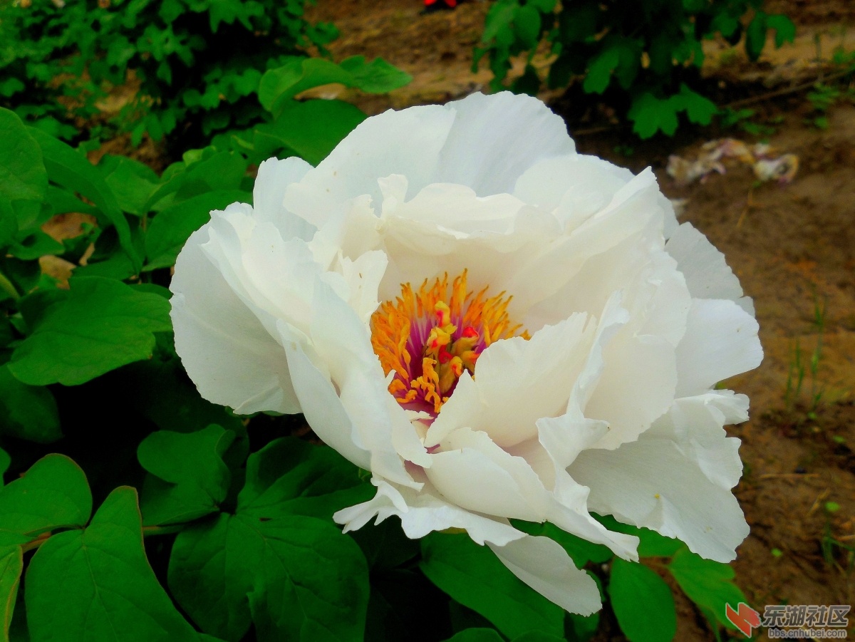 DSCN7525a.jpg