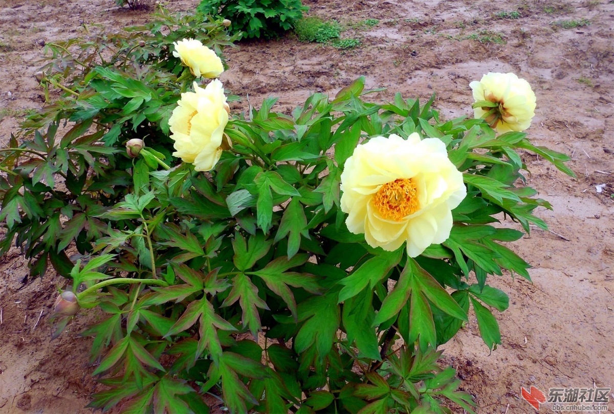 DSCN7526a.jpg