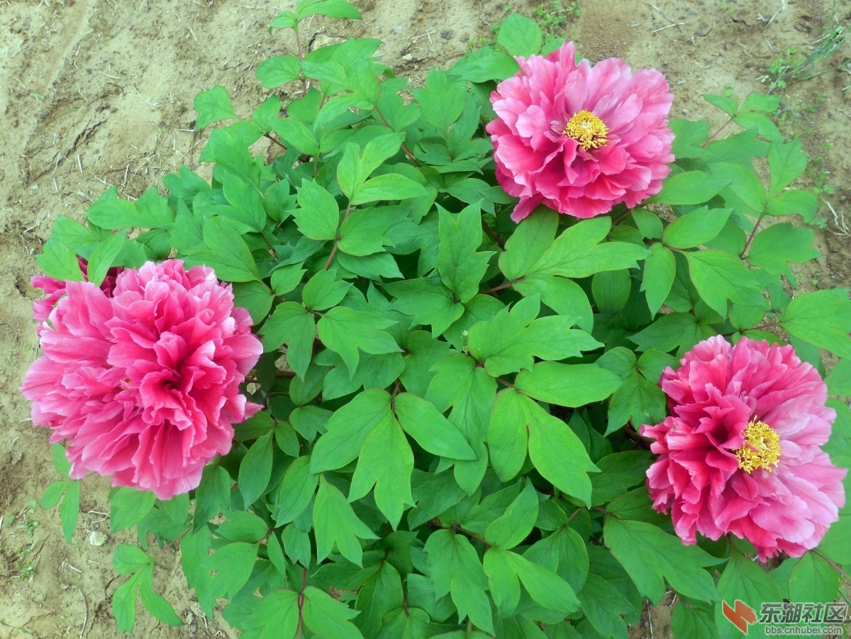 DSCN7539a.jpg