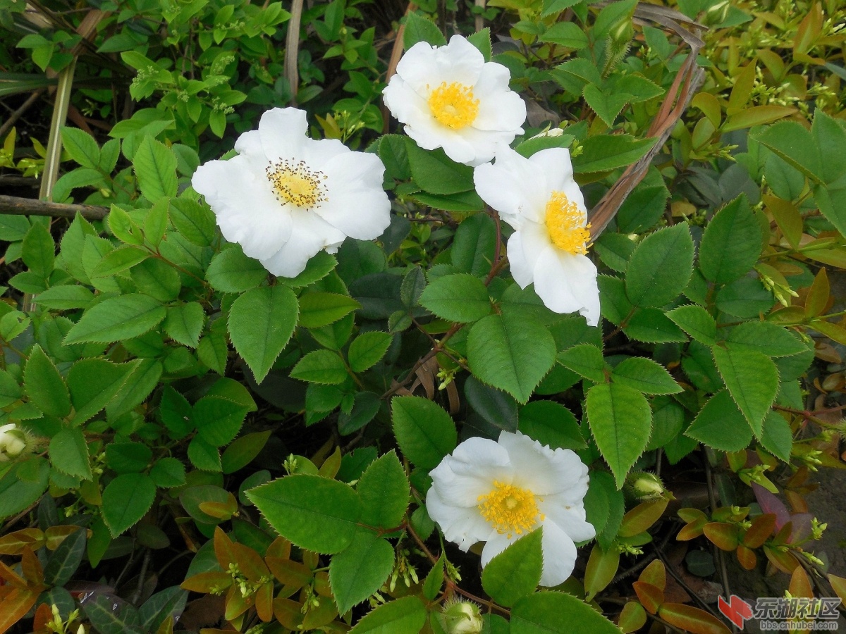 DSCN7548a.jpg